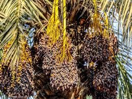 پیش بینی برداشت ۵ تن خرما در «مورموری» آبدانان