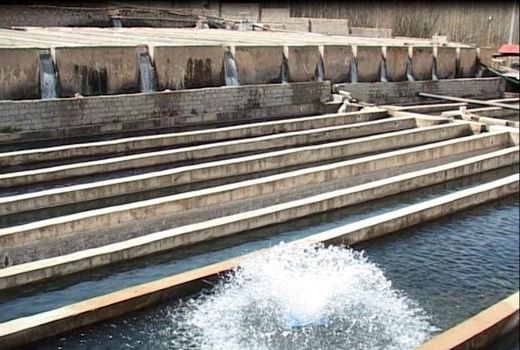 خداحافظی با بیماری‌های ماهی قزل‌آلا 