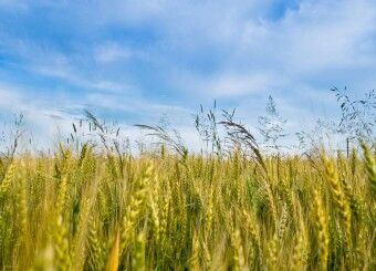 توصیه های 6 روزه هواشناسی کشاورزی به کشاورزان سراسر کشور ( 16 - 11 شهریور )