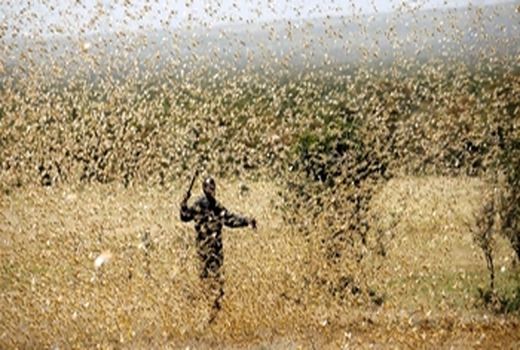 توزیع ۵۰۰ تن روغن خوراکی در استان فارس