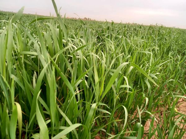 یک هزار و 405 هکتار از مزارع شهرستان تاکستان با پهپاد سمپاشی شد