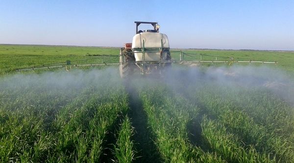 آغاز مبارزه با سن مضر غلات در مناطق گرمسیری کرمانشاه