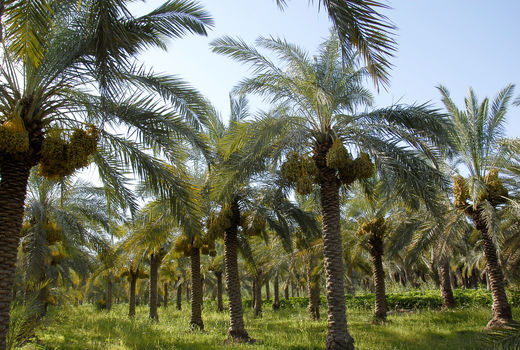 پرداخت بیش از ۶۴ میلیارد ریال اعتبار طرح جایگزینی پاجوش نخیلات در آبادان