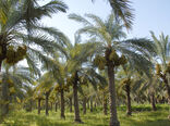 پرداخت بیش از ۶۴ میلیارد ریال اعتبار طرح جایگزینی پاجوش نخیلات در آبادان