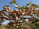 کاهش ۹۰ درصدی تولید پسته در خور و بیابانک