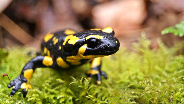 سمندر آذربایجانی 140 سال پیش مشاهده شده بود 