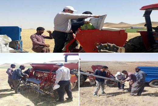 کشت 120 هکتار کلزای پاییزه در شهرستان هشترود 