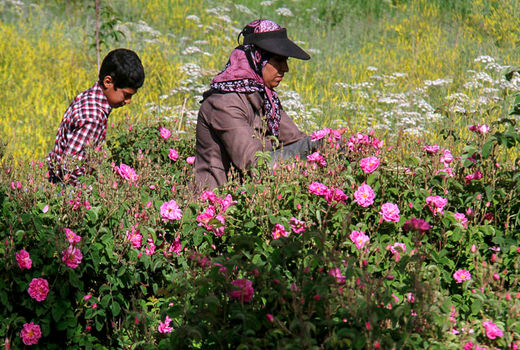 پیش‌بینی برداشت 80 تن گل تر از گلستان‌های شهربابک