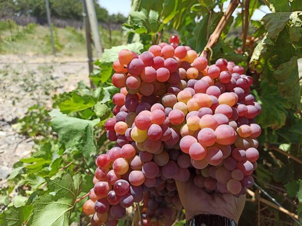 انگور جایگزین مناسبی برای محصولات سردسیری در معرض خطر تگرگ و سرما