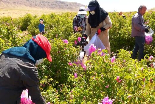گُل‌ محمدی در سمیرم جایگزین کشت‌های پر آب