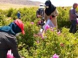 گُل‌ محمدی در سمیرم جایگزین کشت‌های پر آب