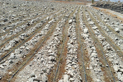 آغاز کشت پیاز در شهرستان بندرعباس