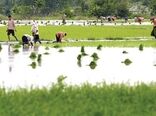 کشاورزی مازندران در ترازوی توسعه؛ از قله‌های افتخار تا گذرگاه‌های حساس