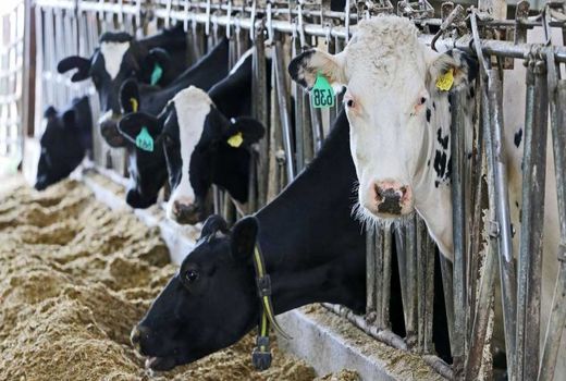 گوساله‌هاى صادراتى از قرنطینه بیرون نیامدند