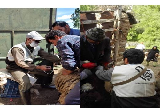 برگزاری رزمایش جهاد امنیت غذایی پایدار ۳ ویژه بسیج جامعه کشاورزی در استان قزوین