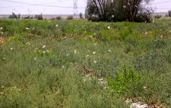 حمله دستهجات بسیار بزرگ ملخ به استانهای جنوبی کشور