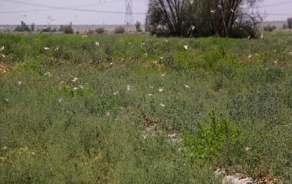 حمله دسته‌جات بسیار بزرگ ملخ به استان‌های جنوبی کشور