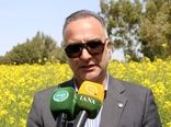 پیش‌بینی تولید ۱۳ میلیون تن گندم در سال جدید/ ۹۰ درصد گندم در سطح کیفی یک و دو تولید می‌شود