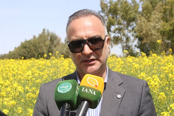 پیش‌بینی تولید ۱۳ میلیون تن گندم در سال جدید/ ۹۰ درصد گندم در سطح کیفی یک و دو تولید می‌شود