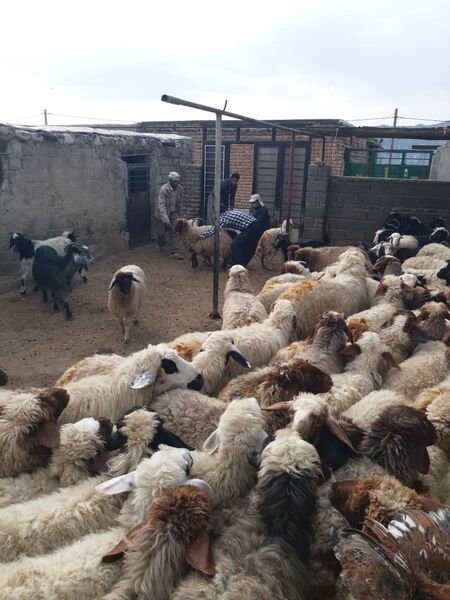 آغاز واکسیناسیون رایگان بر علیه بیماری آبله گوسفند و بز در شهرستان چوار