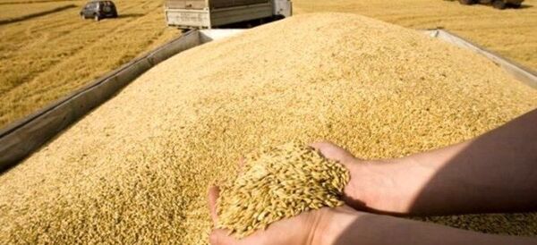 خریداری 110 هزار تن گندم مازاد بر نیاز کشاورزان در آذربایجان شرقی به قیمت تضمینی