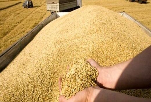خریداری 110 هزار تن گندم مازاد بر نیاز کشاورزان در آذربایجان شرقی به قیمت تضمینی