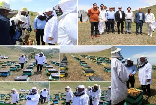 افزایش صددرصدی کلنی‌های زنبور عسل