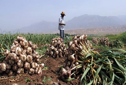 امسال بیش از 6 هزار تن سیر از مزارع آذربایجان غربی برداشت می شود 