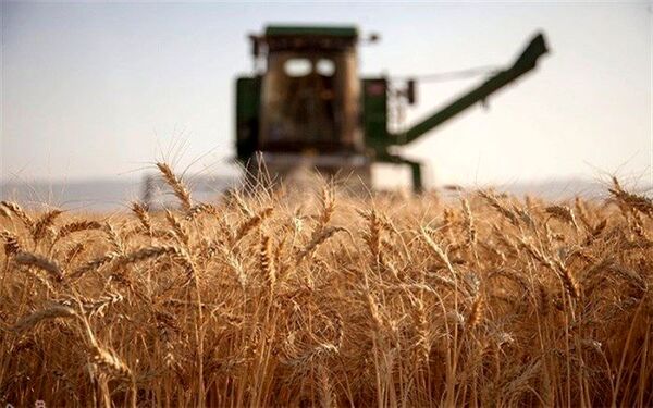 خرید گندم مازاد بر نیاز کشاورزان از ۷.۱ میلیون تن فراتر رفت