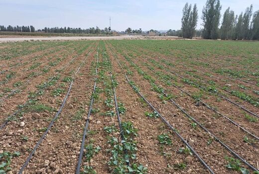اختصاص بیش از ۳۰۰ هکتار به کشت کلزا در زرین دشت 