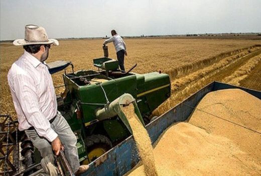 برداشت گندم از حدود 12هزار هکتار از مزارع ری آغاز شد