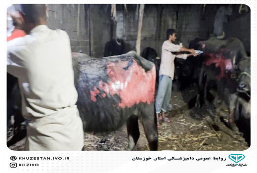 نجات گاومیش های گرقتار در آتش در کارون