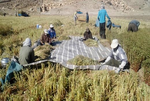 تولید بیش از 160 تن خرفه در مرودشت