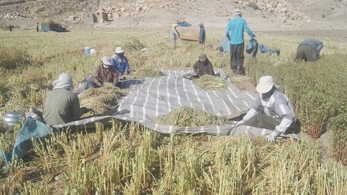تولید بیش از 160 تن خرفه در مرودشت