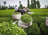  ۲۰۱۷ میلیارد تومان برگ سبز چای از چایکاران خریداری شد 
