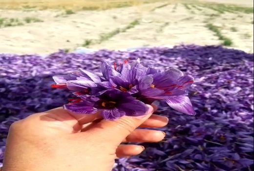 برداشت زعفران از مزارع مرودشت آغاز شد 