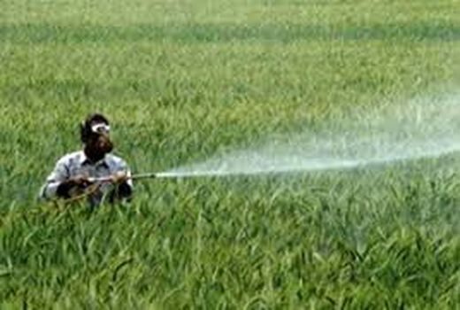 مبارزه در سطح ۱۶ هزار هکتار علیه علف‌های هرز غلات شیروان 