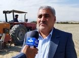 کشت پاییزه دانه روغنی کلزا در مزارع آذربایجان‌غربی آغاز شد