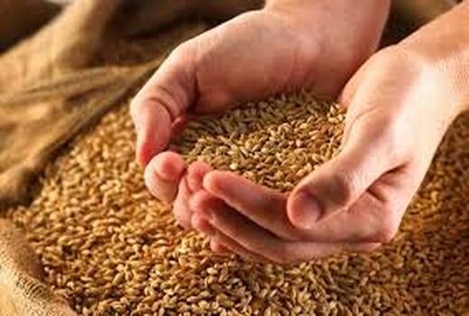 خرید تضمینی گندم از مرز 6 میلیون تن گذشت