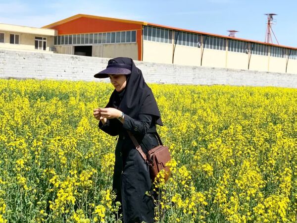 اختصاص400 هکتار از اراضی شهرستان اسکو به کشت کلزا 