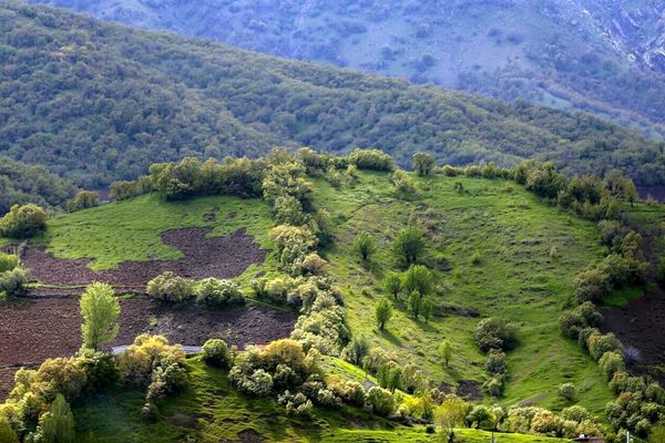 زاگرس پای میز گفت‌وگوی ملی؛ جنگلداری اجتماعی در کانون تصمیم‌سازی