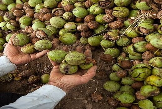 نخستین جشنواره ملی گردو در شهرستان بانه برگزار می‌شود