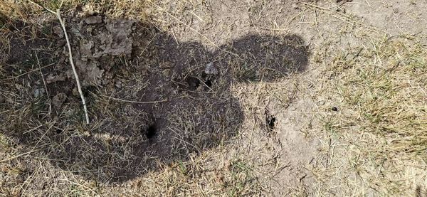 کشاورزان مبارزه با جوندگان را جدی بگیرند؛ بهترین زمان از مهر تا دی‌ماه است