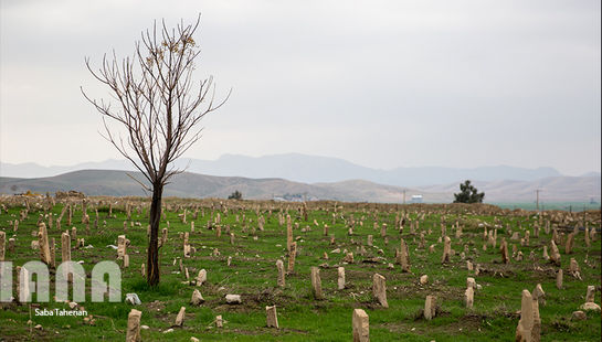 زندگی در آغاز بهار در  سر پل ذهاب