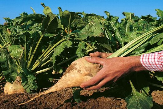کشت چغندر علوفه ای برای اولین بار در کازرون