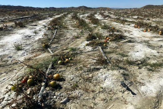 خسارت 281 میلیار ریالی سرمازدگی به کشاورزان سرباز 