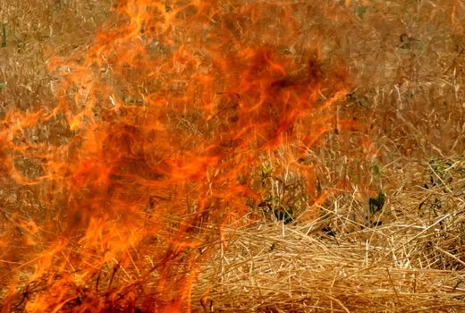 کارخانجات خوراک دام و طیور استان قزوین رتبه‌بندی می‌شوند