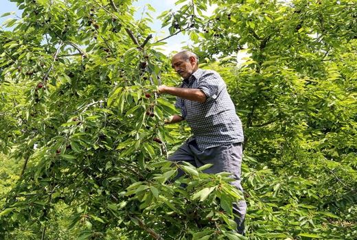 پیش‌بینی برداشت پنج هزار تن گیلاس در خراسان شمالی