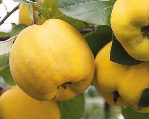 تولید بیش از 300 تن "به" در بیضا 