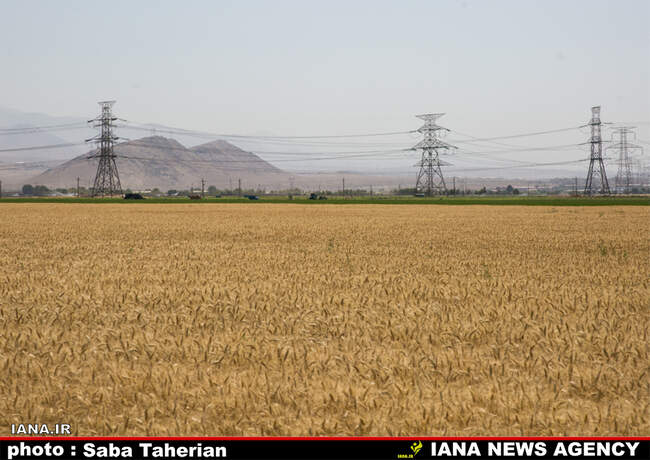 برداشت مکانیزه گندم